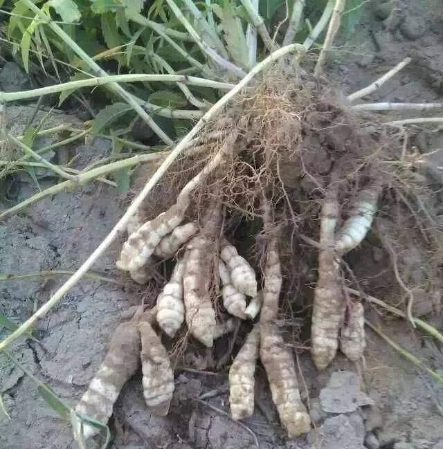 土里长出来的块根样子像宝塔腌成酱菜嘎嘣脆人称宝塔菜