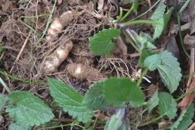 土里长出来的块根样子像宝塔腌成酱菜嘎嘣脆人称宝塔菜