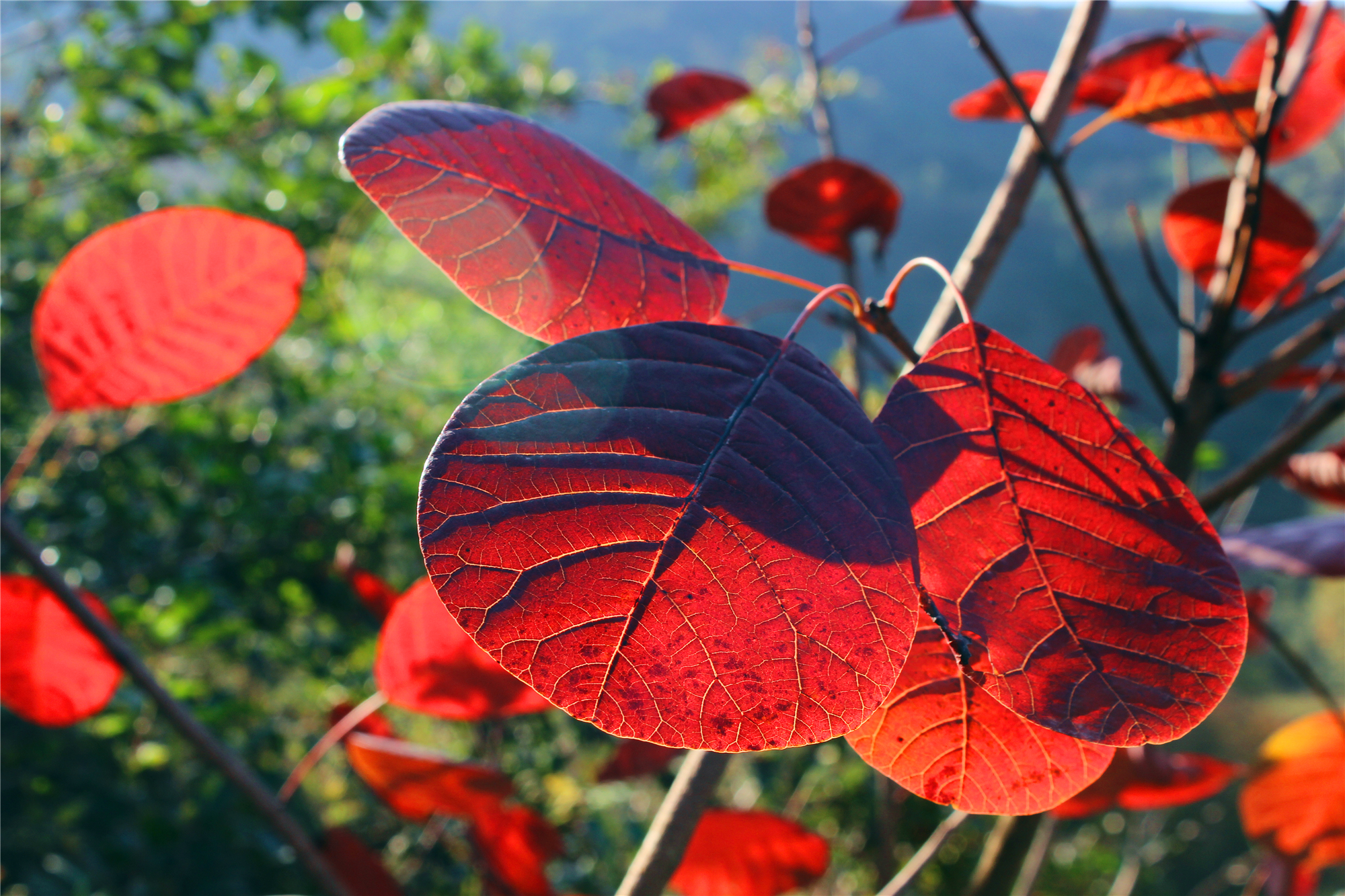 汉江边有一片处女地,每逢秋天满山红叶胜似火,至今很少有人前往