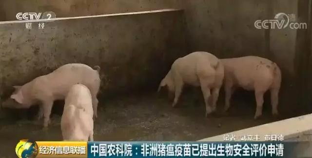 [农业科技报]重大突破！今天，中国农科院发布一条好消息，有关猪瘟疫苗