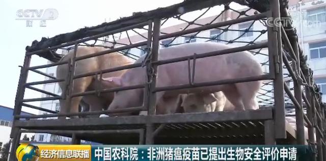 [农业科技报]重大突破！今天，中国农科院发布一条好消息，有关猪瘟疫苗