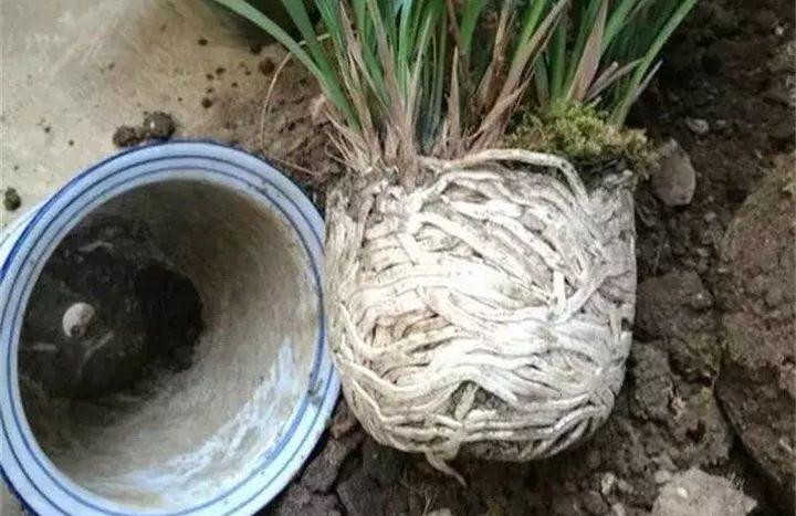 养花大全@9月养花，6件事趁早做，下半年进入疯长模式！