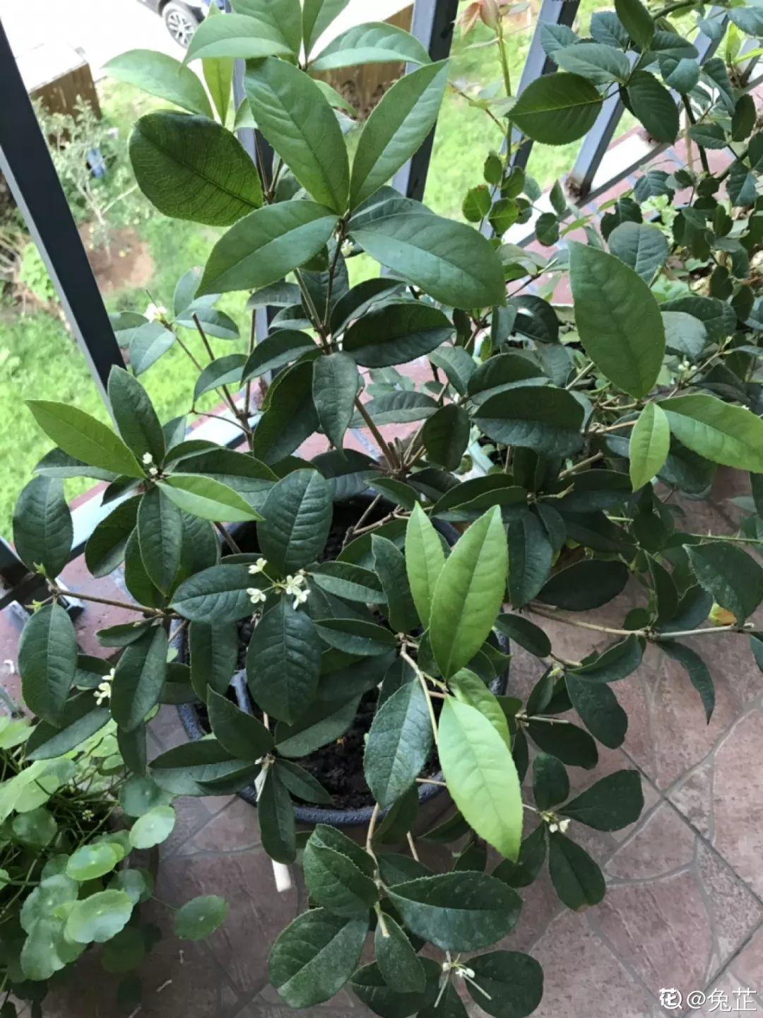 养花大全@9月养花，6件事趁早做，下半年进入疯长模式！