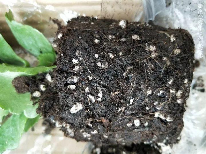 养花大全@9月养花，6件事趁早做，下半年进入疯长模式！