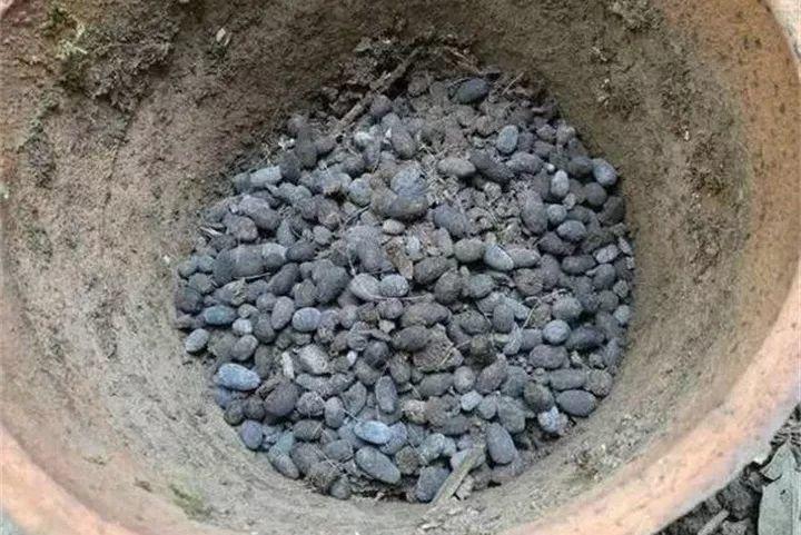 养花大全@9月养花，6件事趁早做，下半年进入疯长模式！