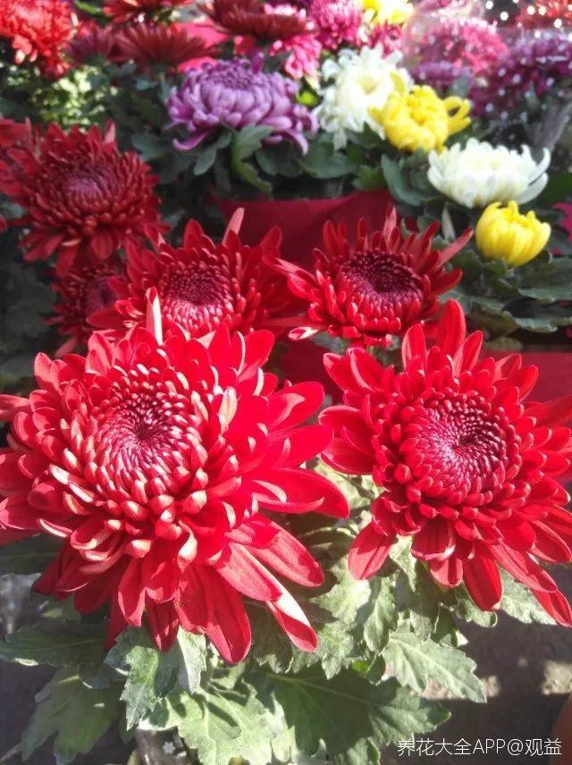 养花大全@9月养花，6件事趁早做，下半年进入疯长模式！