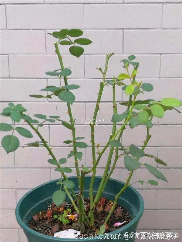 养花大全@9月养花，6件事趁早做，下半年进入疯长模式！