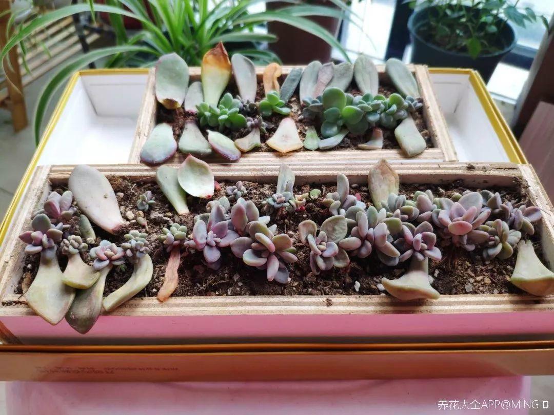 养花大全@9月养花，6件事趁早做，下半年进入疯长模式！