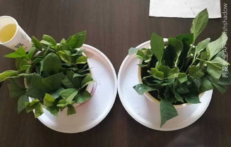 养花大全@9月养花，6件事趁早做，下半年进入疯长模式！