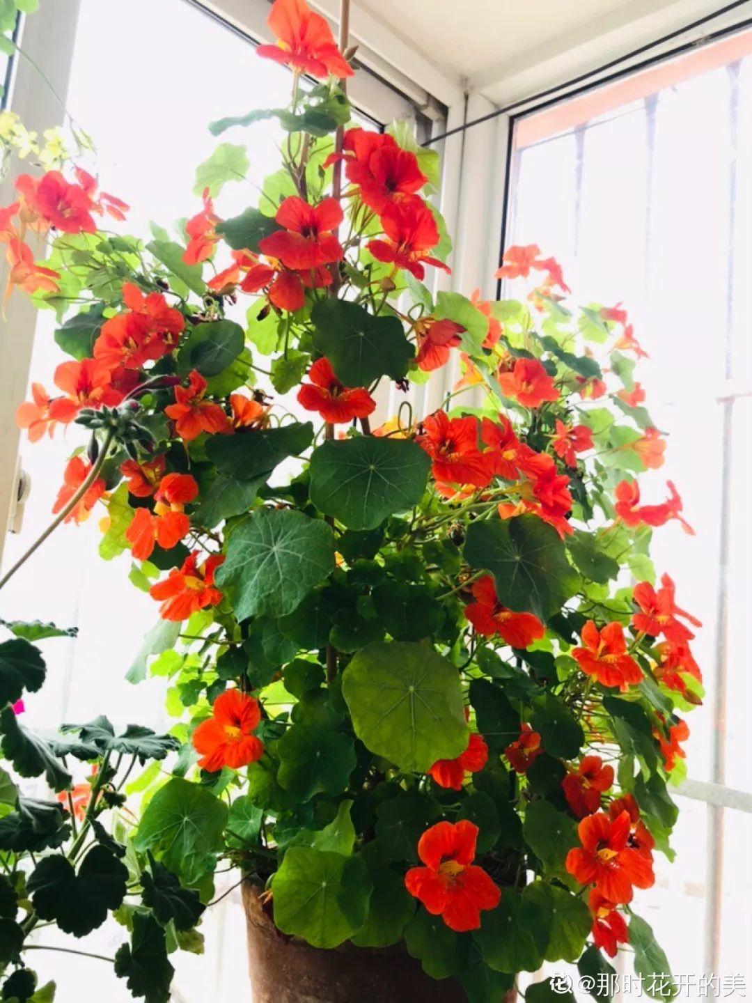 养花大全@9月养花，6件事趁早做，下半年进入疯长模式！