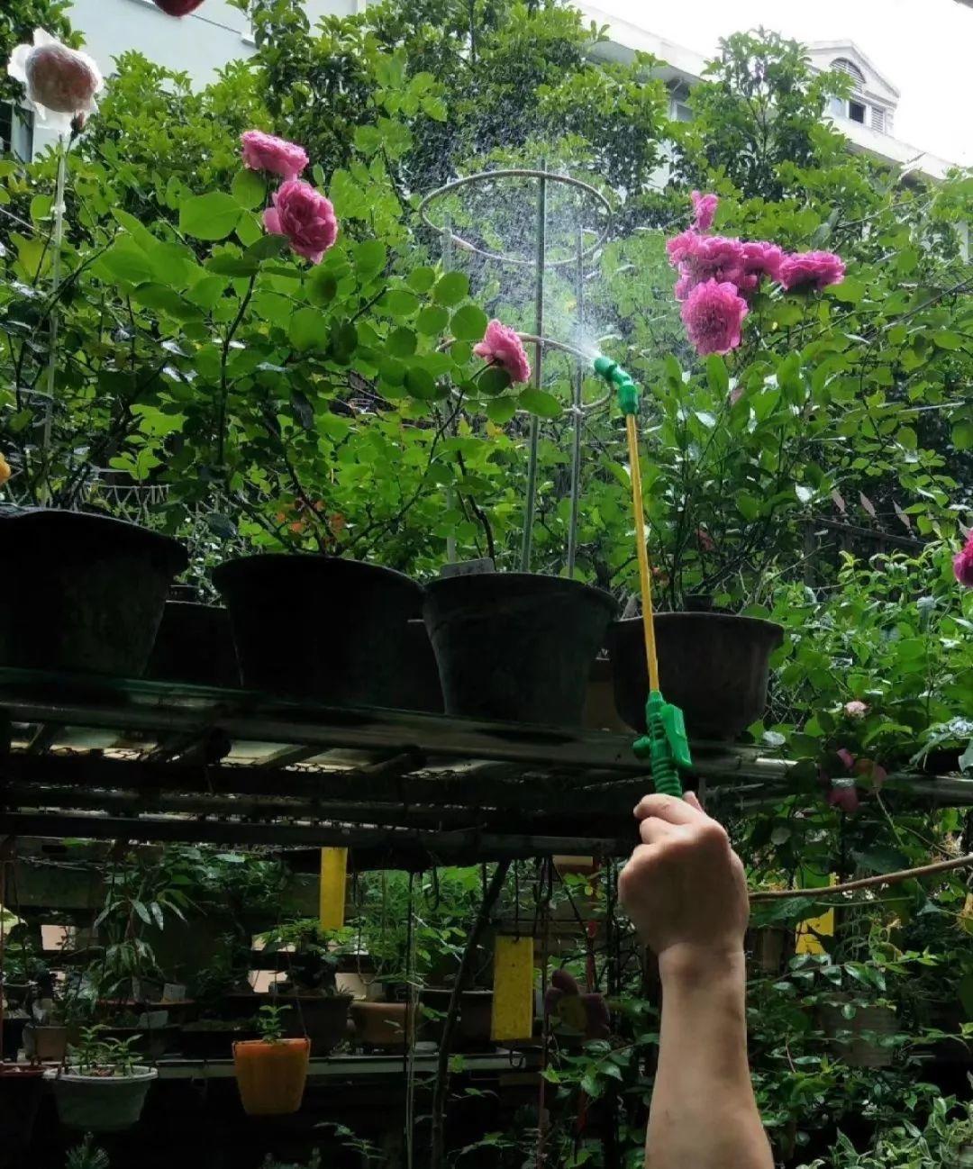 养花大全@9月养花，6件事趁早做，下半年进入疯长模式！