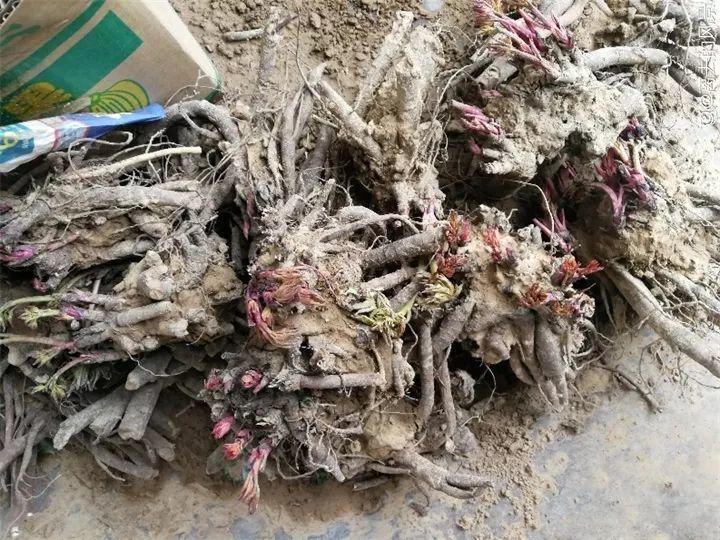 养花大全@9月养花，6件事趁早做，下半年进入疯长模式！