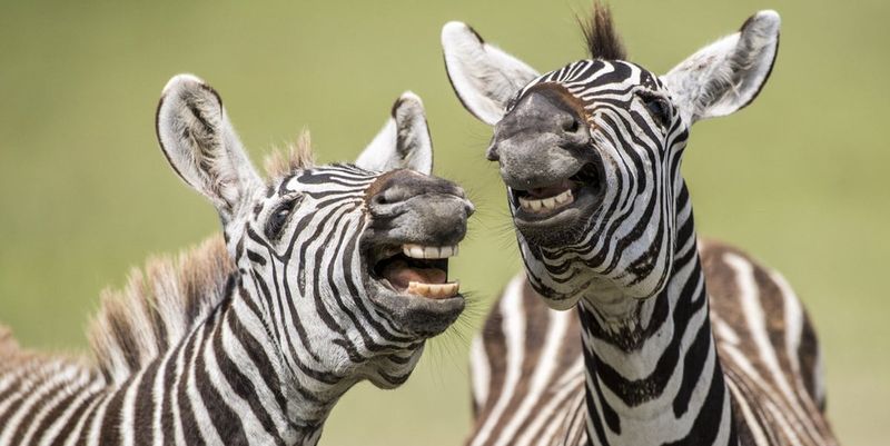 高清彩图:有趣好玩的野外照片