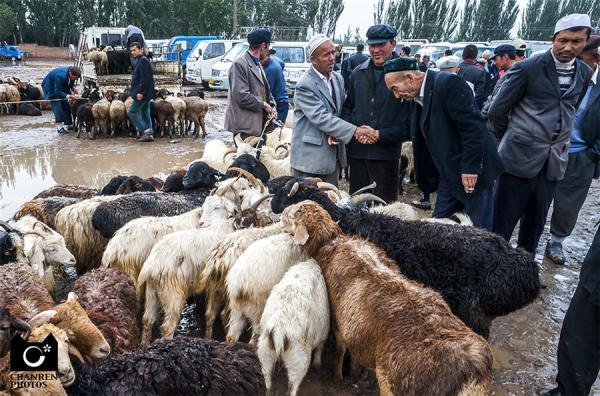 新疆喀什:牲口市场那些古老神秘的交易方式