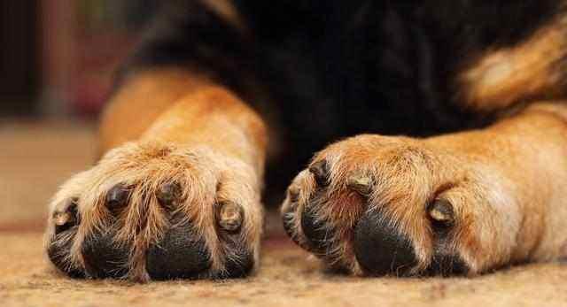 「小宠一家」一碰狗狗的脚掌就立马“逃离”，原因有5点，看完真的情有可原