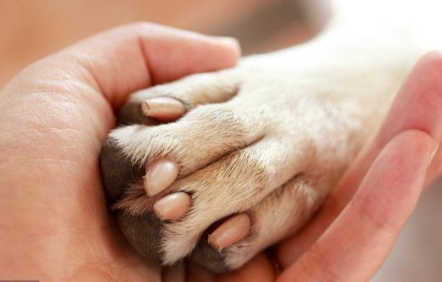 「小宠一家」一碰狗狗的脚掌就立马“逃离”，原因有5点，看完真的情有可原