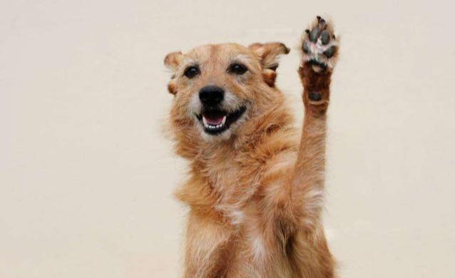 「小宠一家」一碰狗狗的脚掌就立马“逃离”，原因有5点，看完真的情有可原