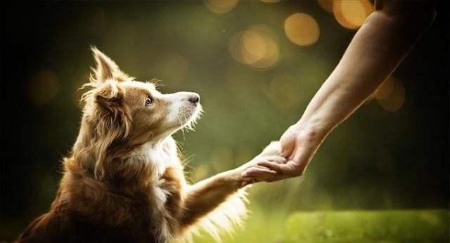 「小宠一家」一碰狗狗的脚掌就立马“逃离”，原因有5点，看完真的情有可原