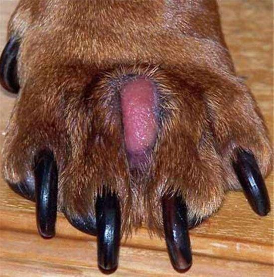 「小宠一家」一碰狗狗的脚掌就立马“逃离”，原因有5点，看完真的情有可原