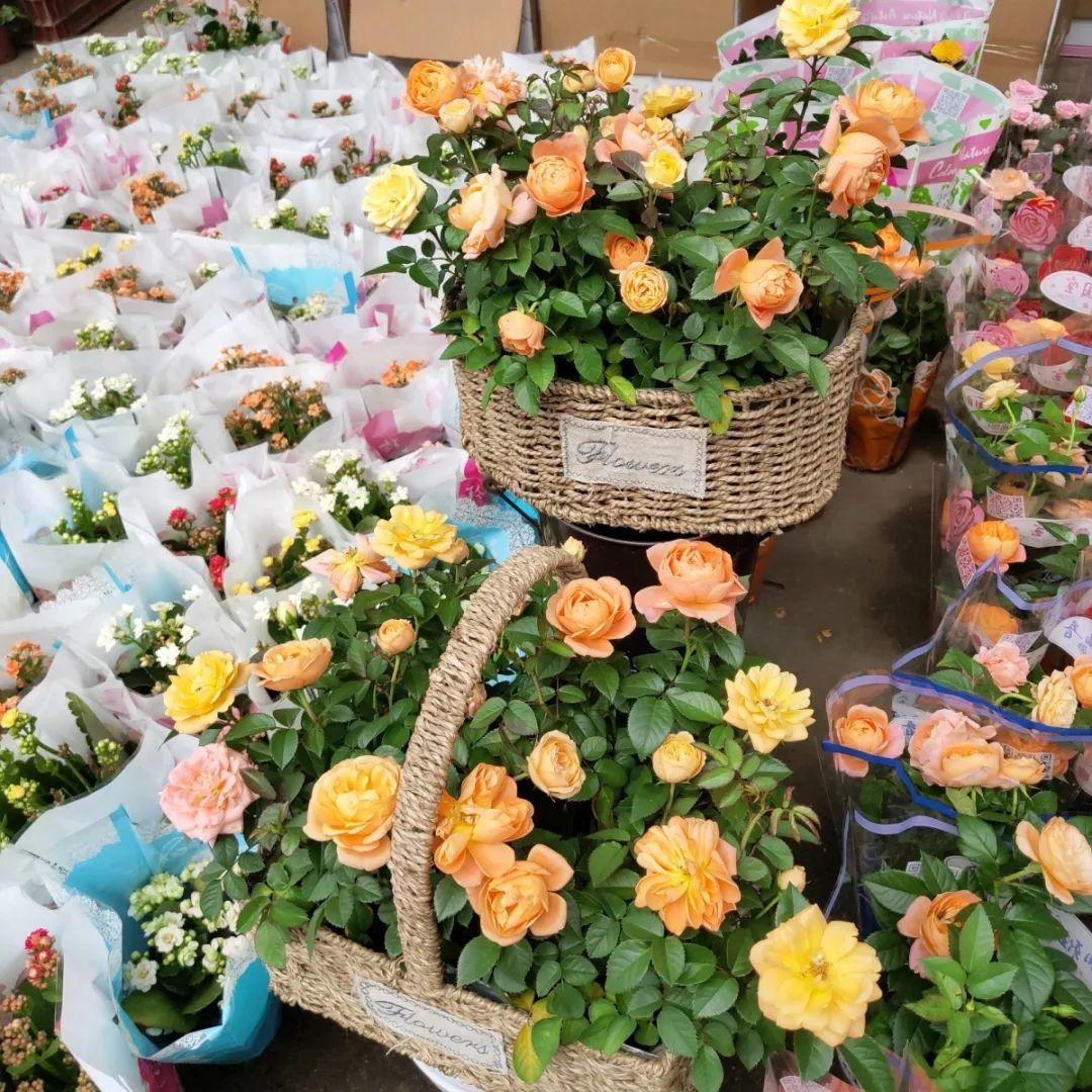 [养花大全]9月份逛花市，这花最好看、最好养，放心抱回家！