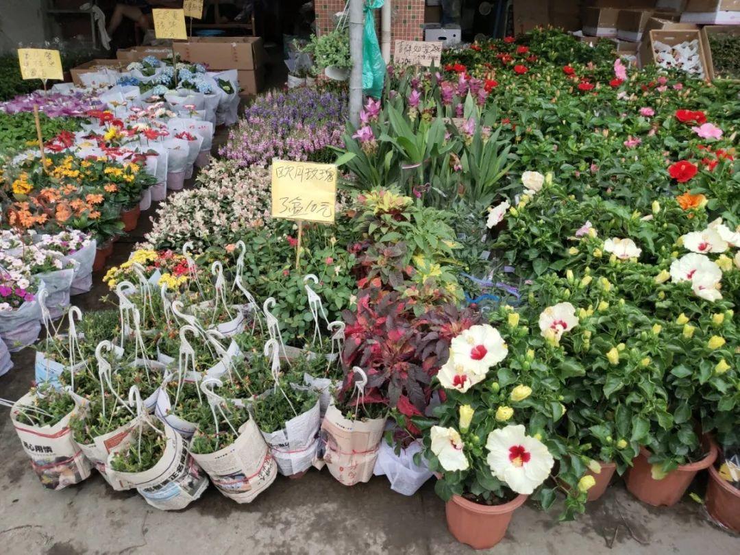 [养花大全]9月份逛花市，这花最好看、最好养，放心抱回家！