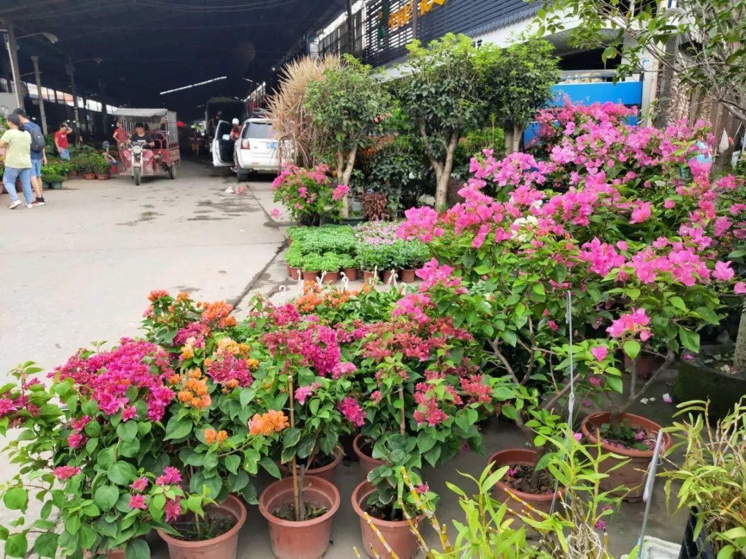 [养花大全]9月份逛花市，这花最好看、最好养，放心抱回家！