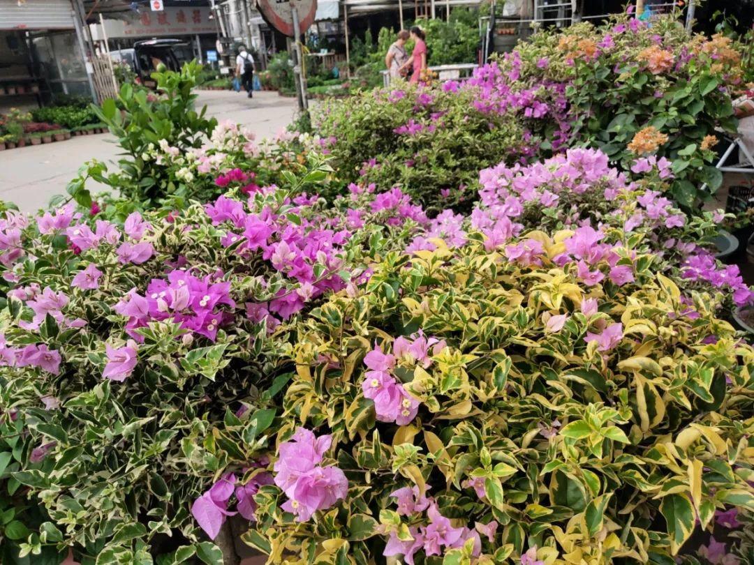 [养花大全]9月份逛花市，这花最好看、最好养，放心抱回家！