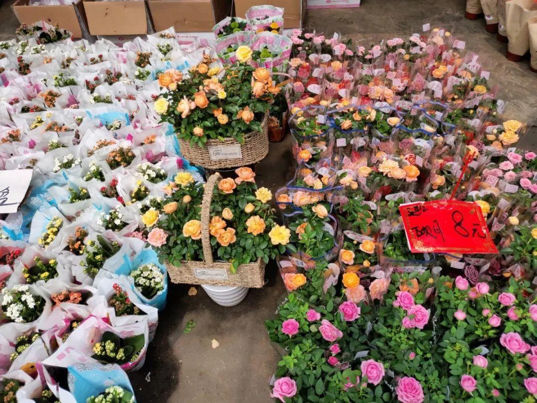 [养花大全]9月份逛花市，这花最好看、最好养，放心抱回家！