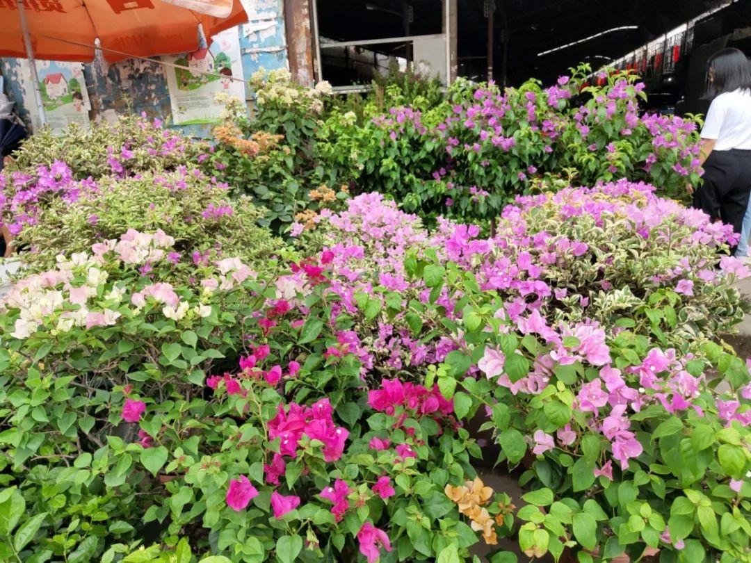 [养花大全]9月份逛花市，这花最好看、最好养，放心抱回家！