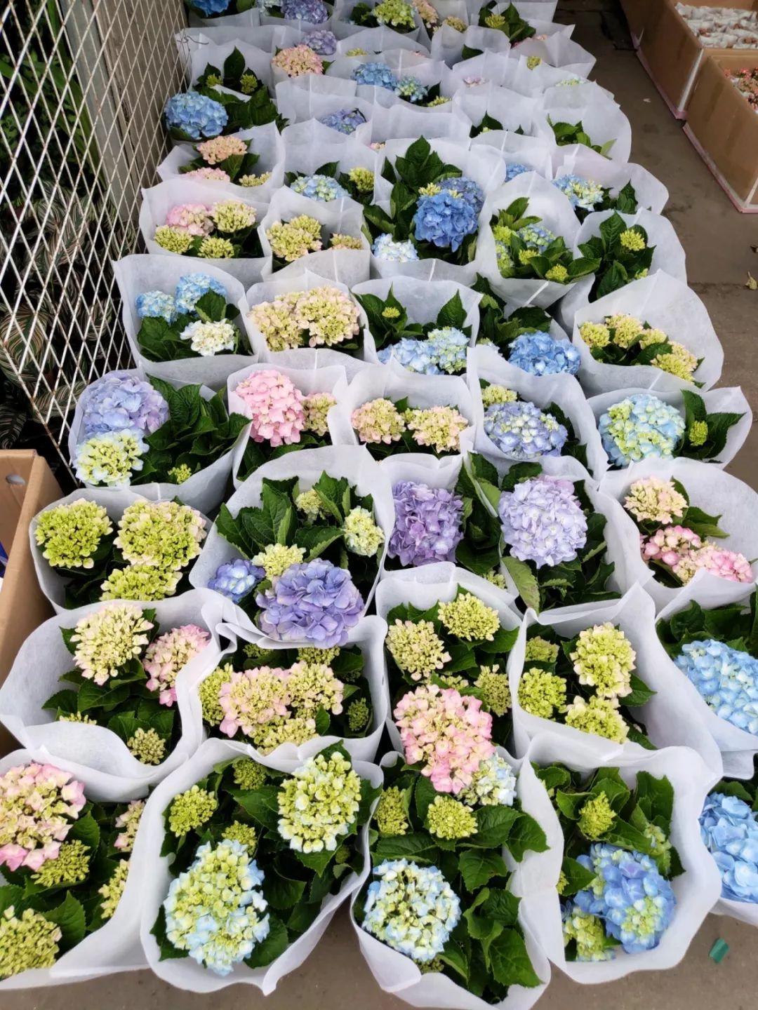 [养花大全]9月份逛花市，这花最好看、最好养，放心抱回家！