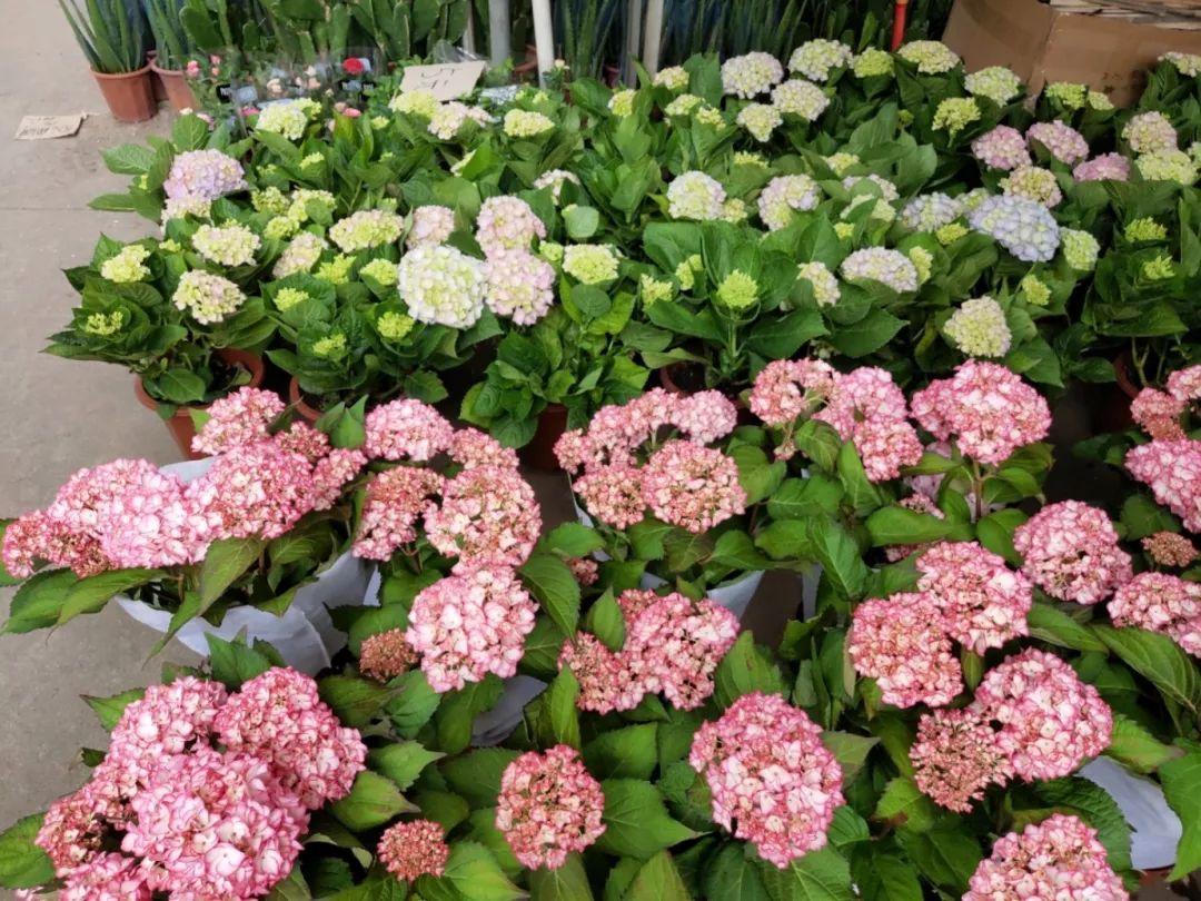 [养花大全]9月份逛花市，这花最好看、最好养，放心抱回家！