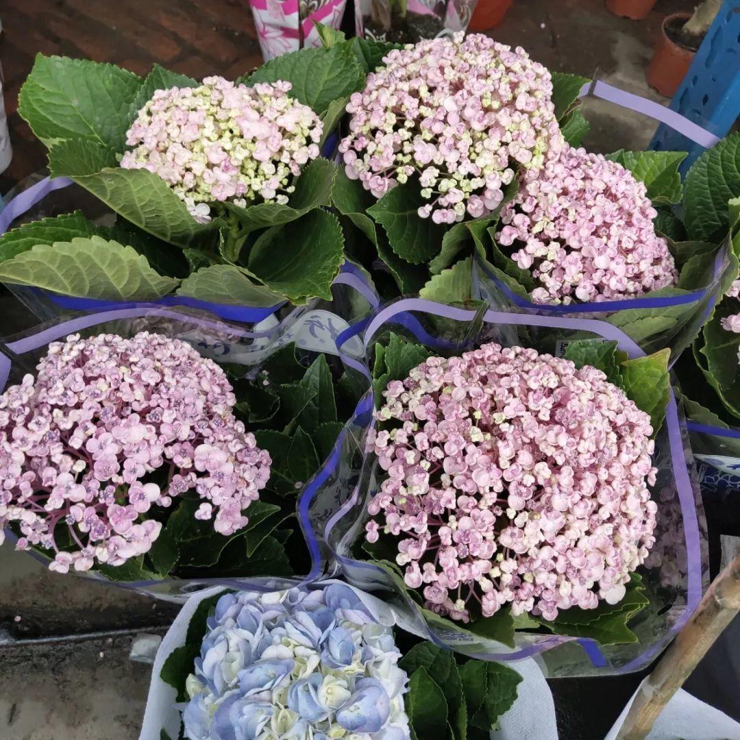 [养花大全]9月份逛花市，这花最好看、最好养，放心抱回家！