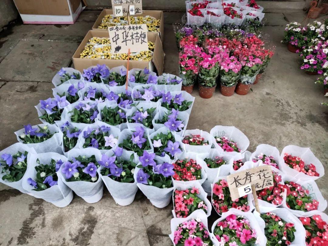 [养花大全]9月份逛花市，这花最好看、最好养，放心抱回家！