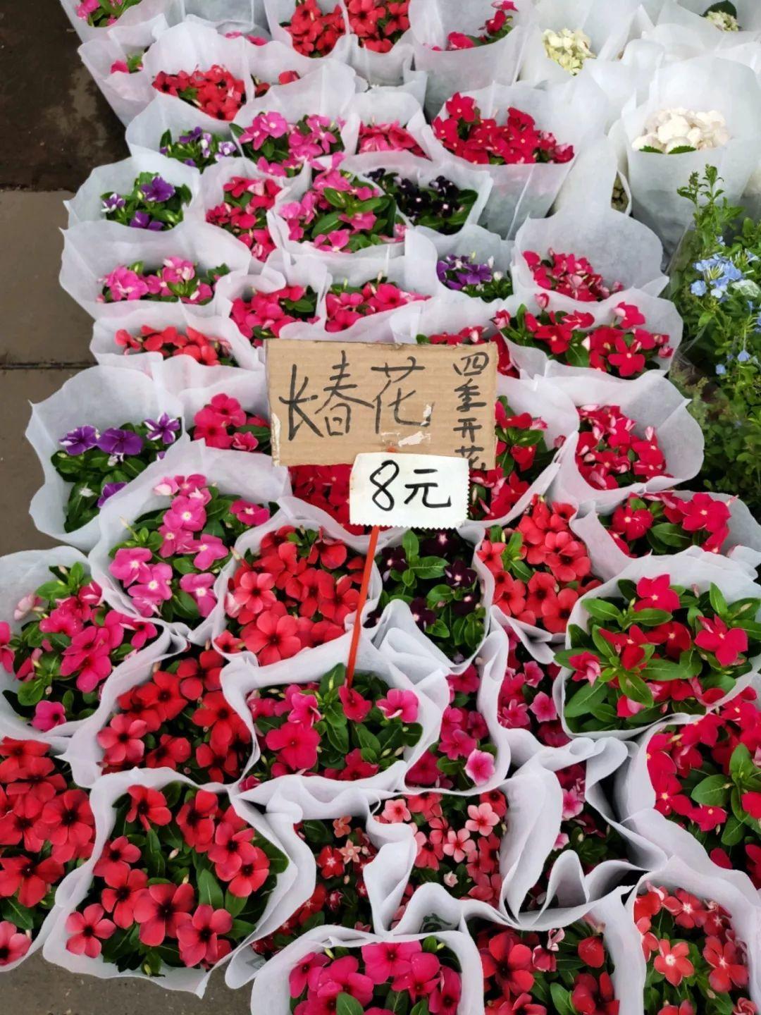 [养花大全]9月份逛花市，这花最好看、最好养，放心抱回家！