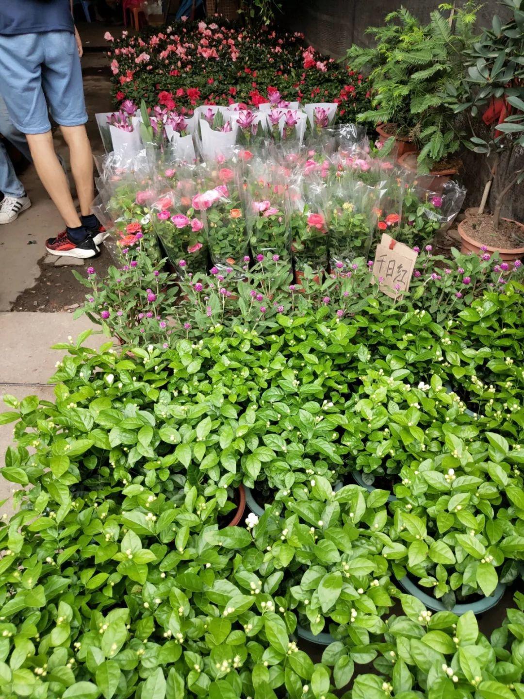 [养花大全]9月份逛花市，这花最好看、最好养，放心抱回家！