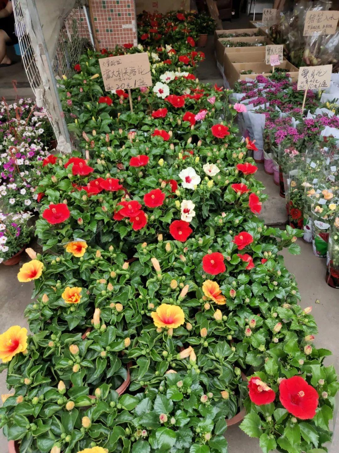 [养花大全]9月份逛花市，这花最好看、最好养，放心抱回家！