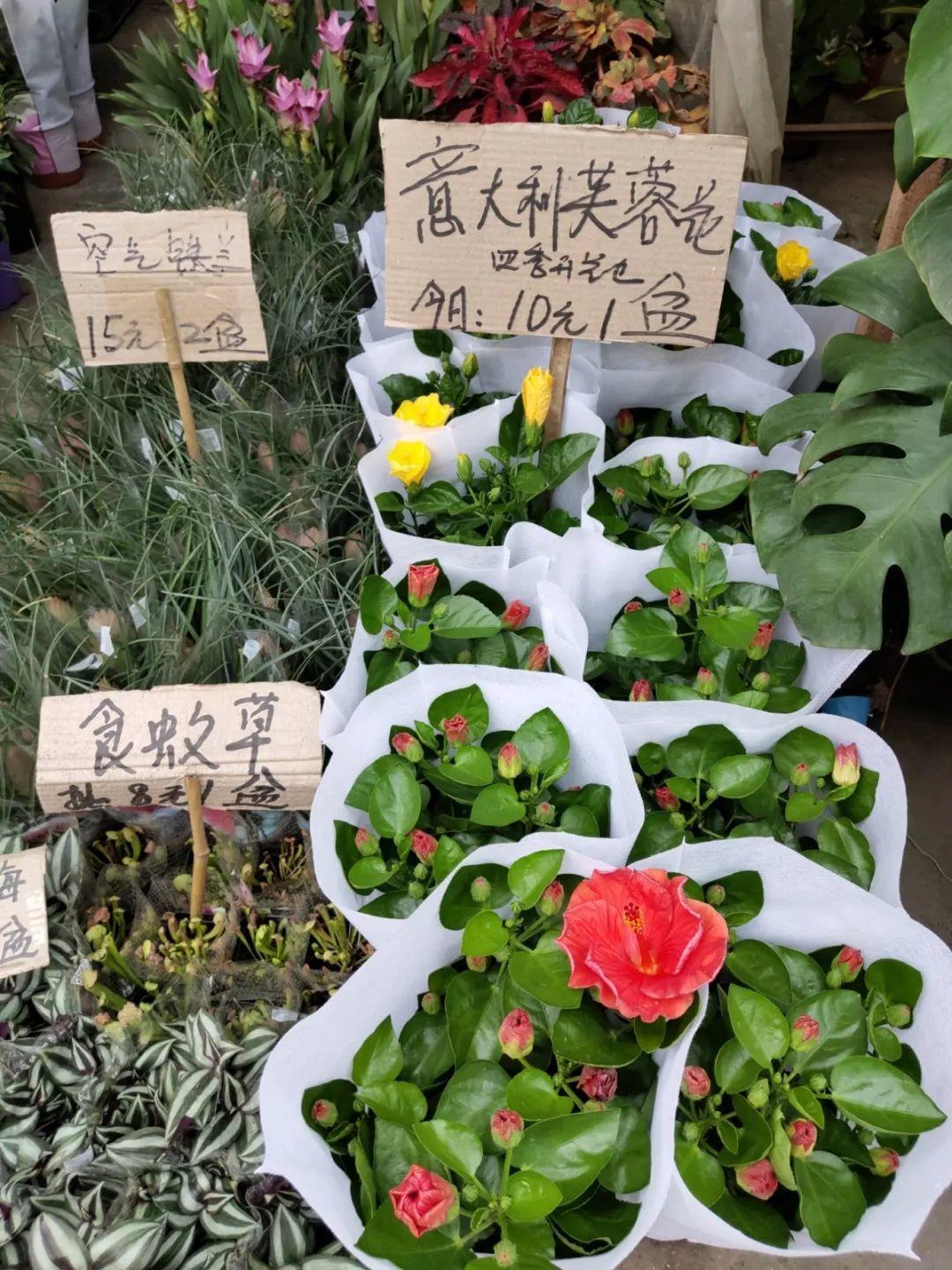 [养花大全]9月份逛花市，这花最好看、最好养，放心抱回家！