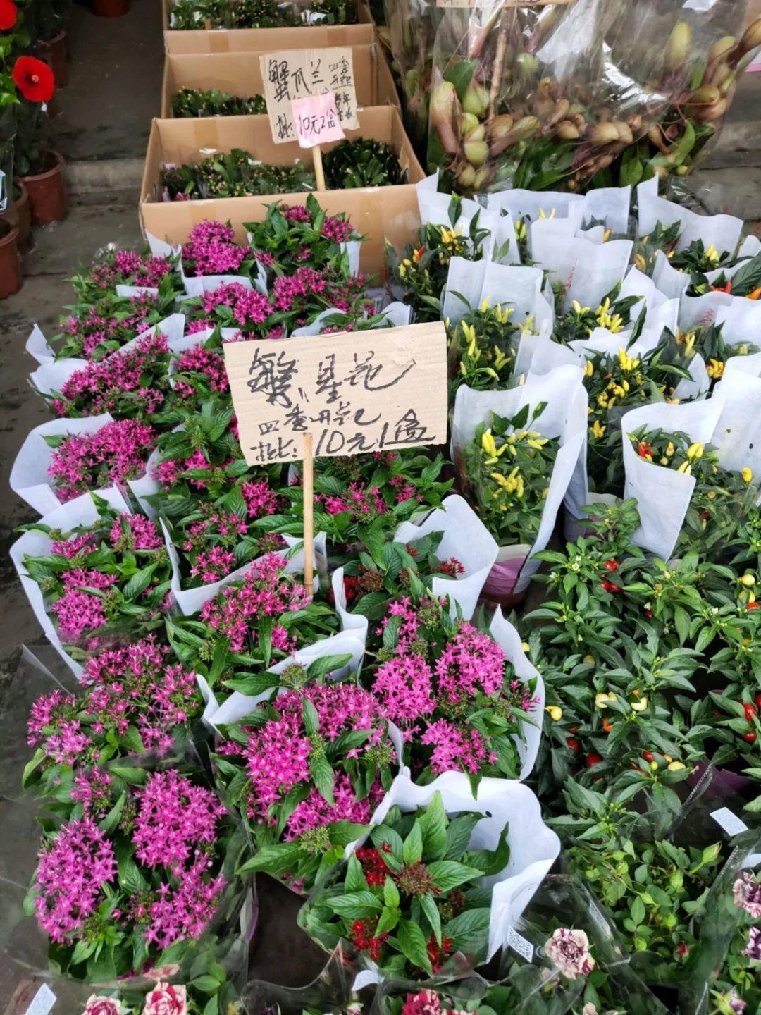 [养花大全]9月份逛花市，这花最好看、最好养，放心抱回家！