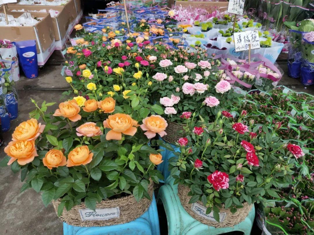 [养花大全]9月份逛花市，这花最好看、最好养，放心抱回家！