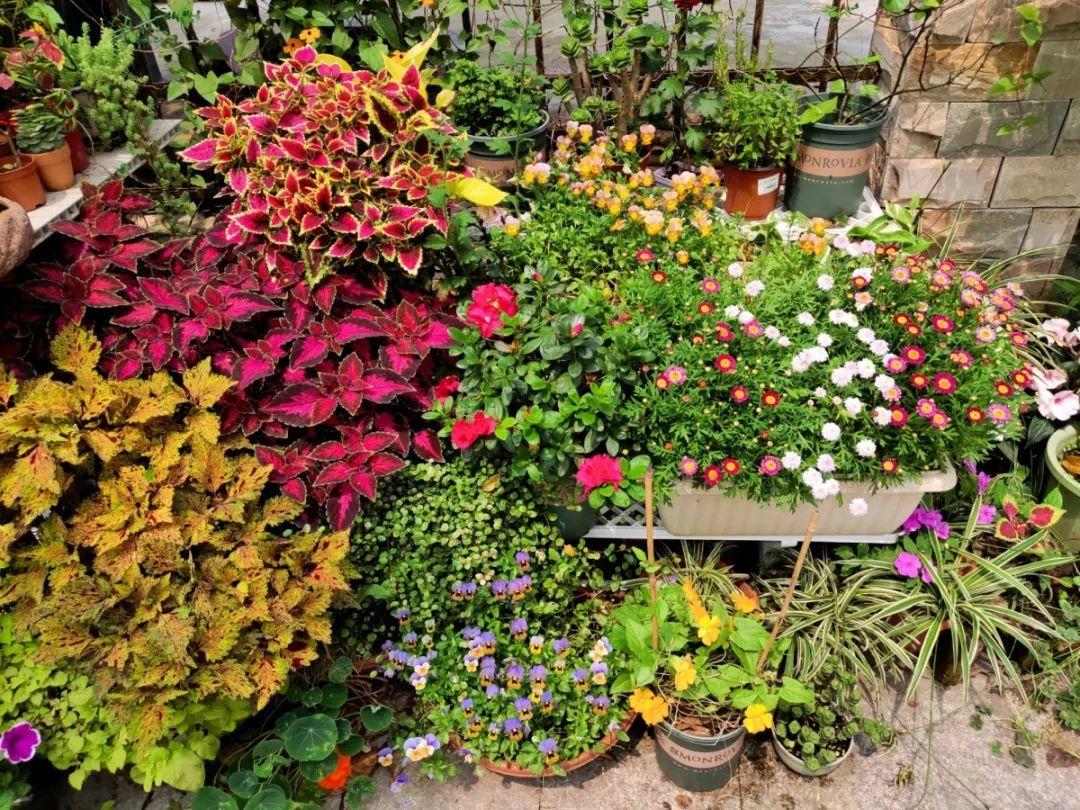 [养花大全]9月份逛花市，这花最好看、最好养，放心抱回家！