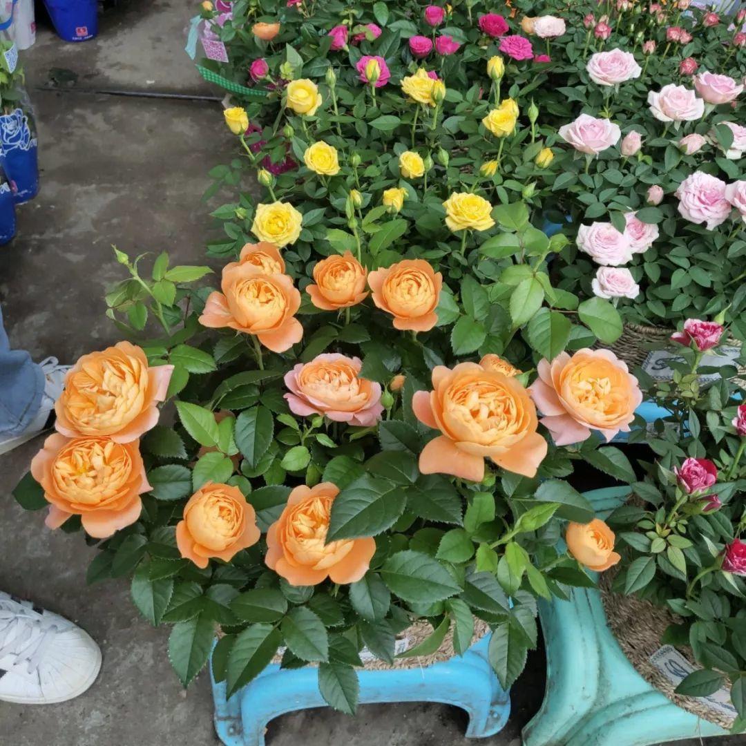 [养花大全]9月份逛花市，这花最好看、最好养，放心抱回家！