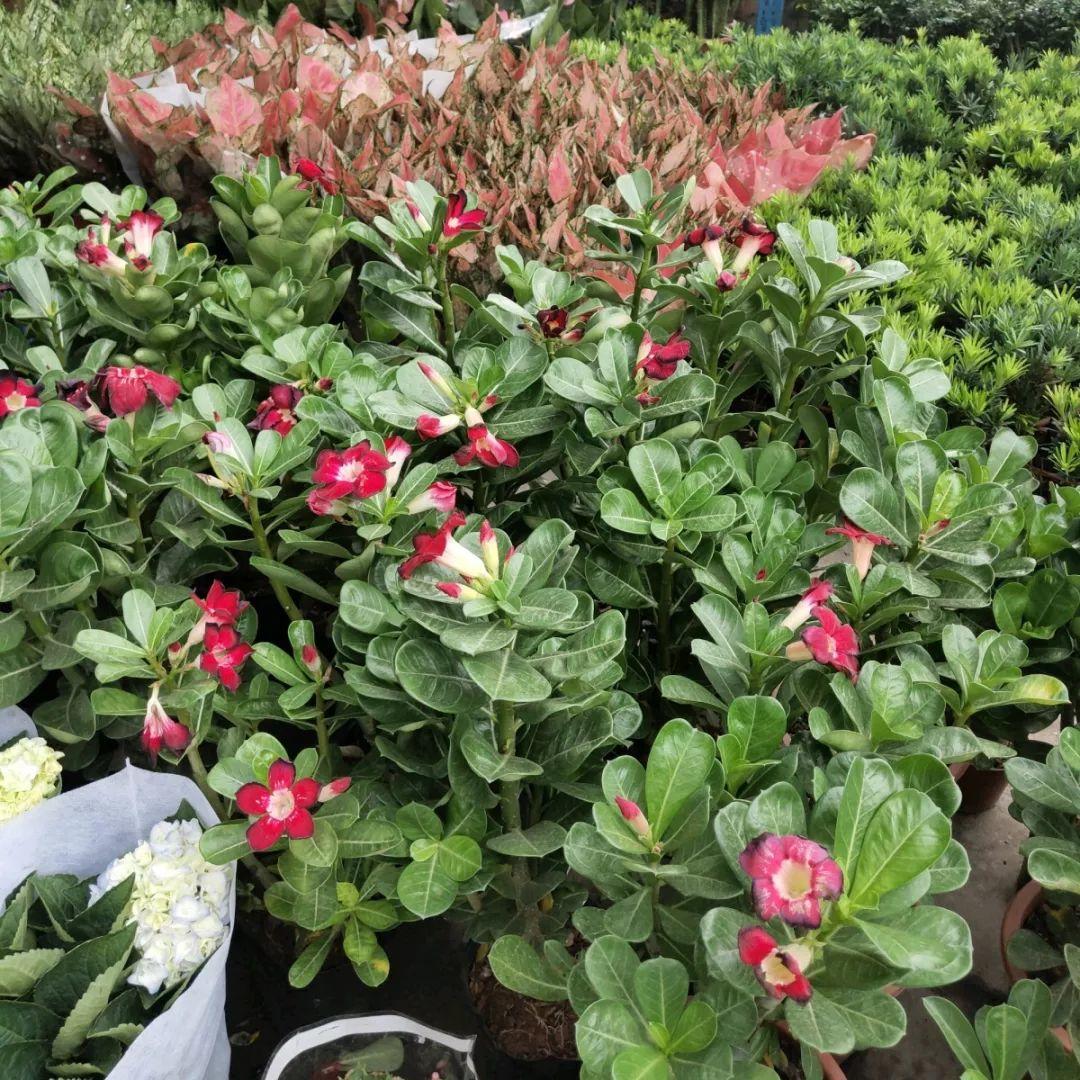 [养花大全]9月份逛花市，这花最好看、最好养，放心抱回家！