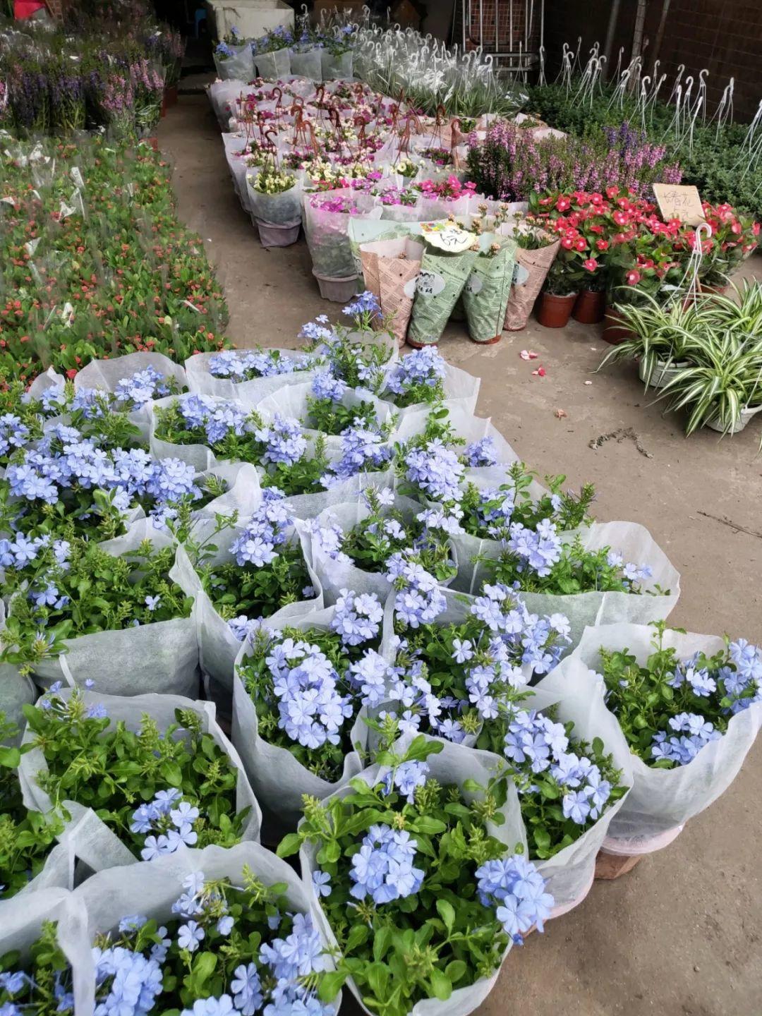 [养花大全]9月份逛花市，这花最好看、最好养，放心抱回家！