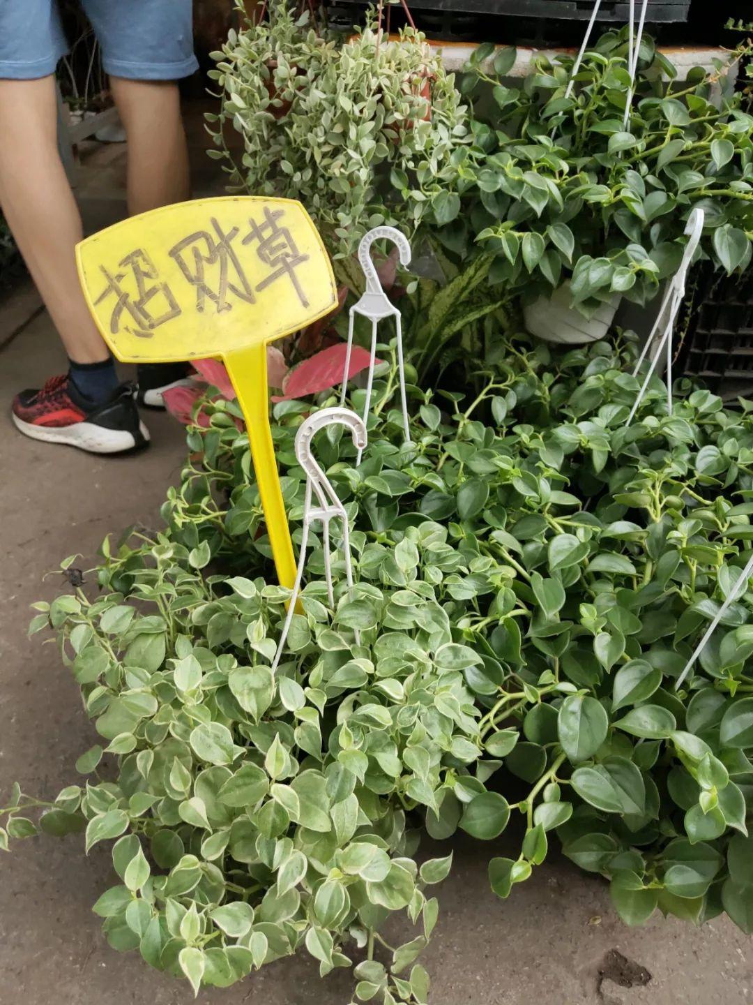 [养花大全]9月份逛花市，这花最好看、最好养，放心抱回家！