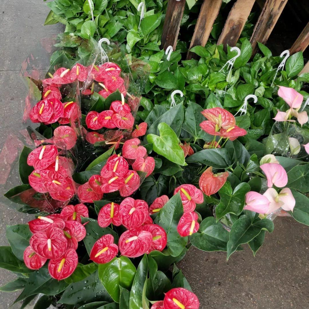 [养花大全]9月份逛花市，这花最好看、最好养，放心抱回家！