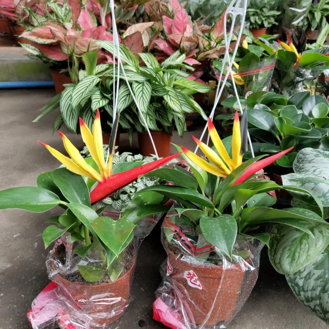 [养花大全]9月份逛花市，这花最好看、最好养，放心抱回家！