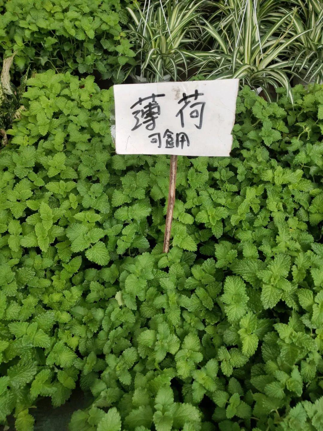 [养花大全]9月份逛花市，这花最好看、最好养，放心抱回家！