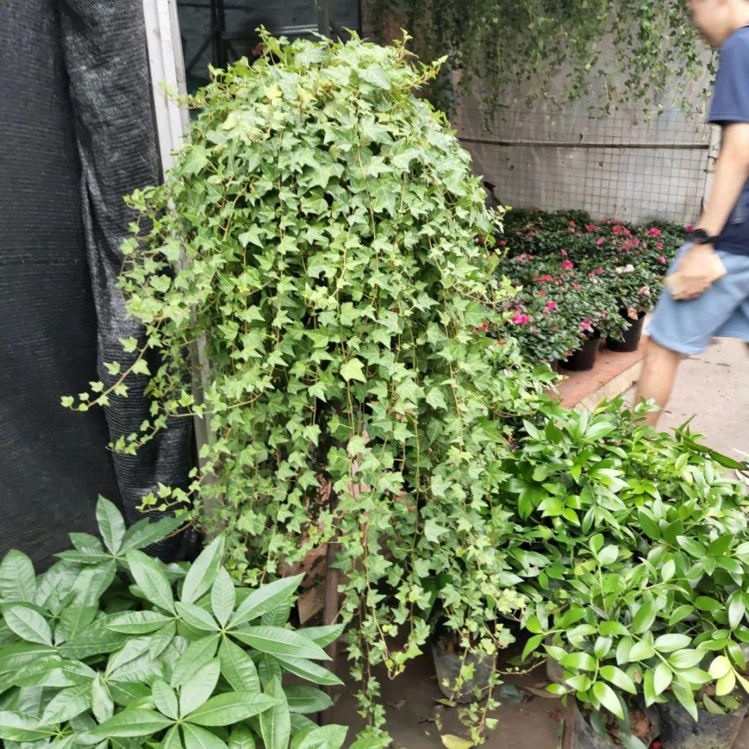 [养花大全]9月份逛花市，这花最好看、最好养，放心抱回家！