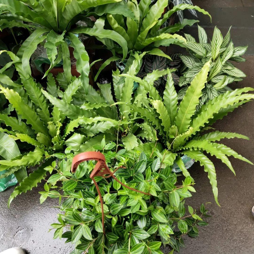 [养花大全]9月份逛花市，这花最好看、最好养，放心抱回家！