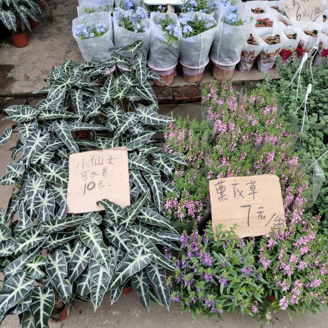 [养花大全]9月份逛花市，这花最好看、最好养，放心抱回家！